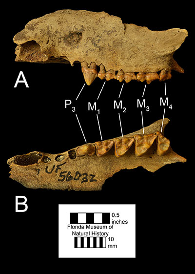 Figur 4. En vänster maxilla av Didelphis virginiana (UF 56032) i A) vänster sidovy och B) ocklusal vy. Förkortningar: P3= tredje premolar; M1= första molar; M2= andra molar; M3= tredje molar; M4= fjärde molar.