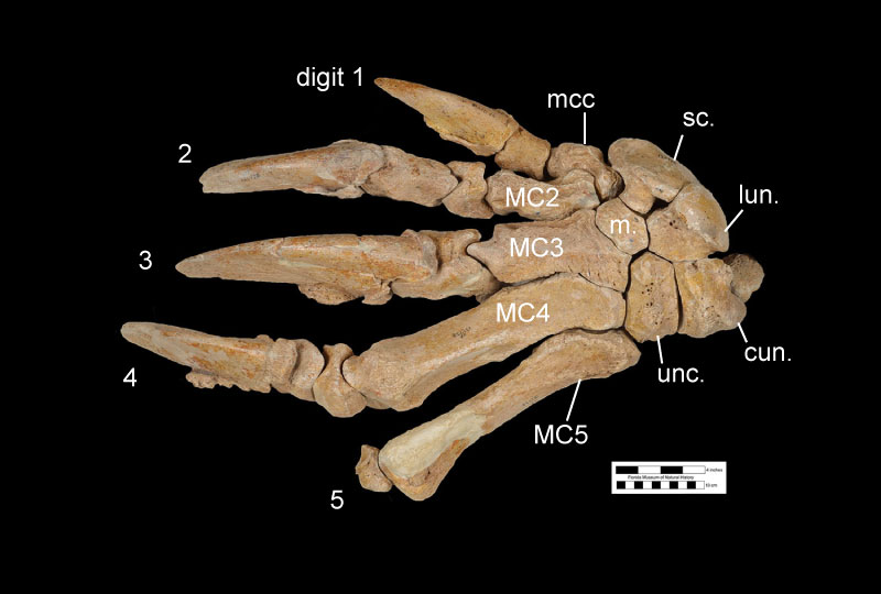 Figure 4. The dorsal view of the left hand of UF 121738, the holotype skeleton of Eremotherium eomigrans. Abbreviations: 2 = second digit; 3 = third digit; 4 = fourth digit; 5 = fifth digit; cun.= cuneiform; lun.= lunate; m. magnum; mcc= metacarpal-carpal-complex; MC2 = metacarpal 2; MC3= metacarpal 3; MC4 = metacarpal 4; MC5 = metacarpal 5; sc.= scaphoid; unc.= unciform.