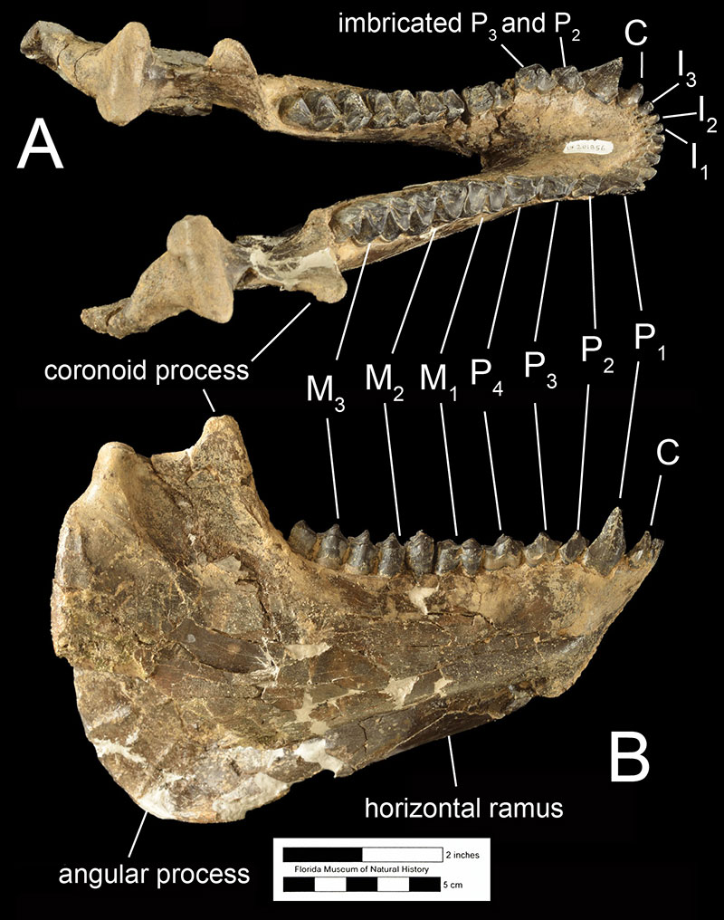 Figure 4. A mandible of Mesoreodon floridensis (UF 201856) in A) occlusal and B) right lateral views. Abbreviations: C= canine; P1= first premolar; P2= second premolar; P3= third premolar; P4= fourth premolar; M1= first molar; M2= second molar; M3= third molar.