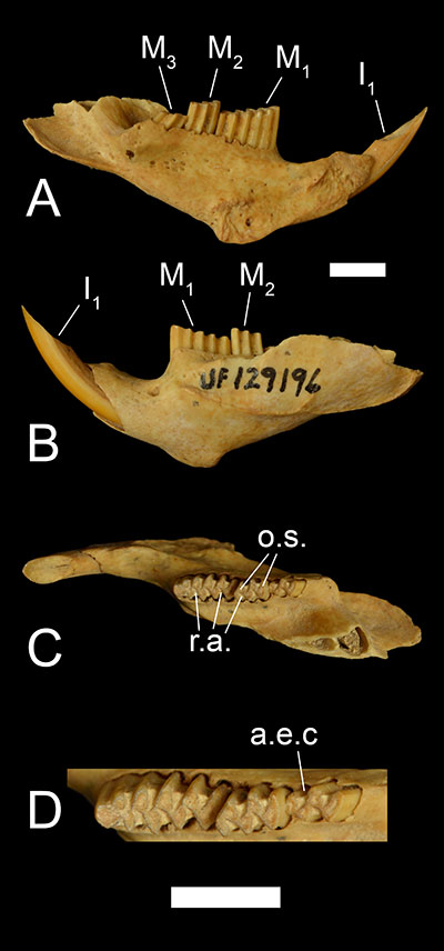 Figure 4. UF 129196, a left dentary of Neofiber alleni in A) medial, B) left lateral, and C) occlusal views, and D) a close-up of the dentition in occlusal view. Abbreviations: a.e.c= anteroexternal column of the third molar; I1= first incisor; M1= first molar; M2= second molar; M3= third molar. Scale= 5mm.