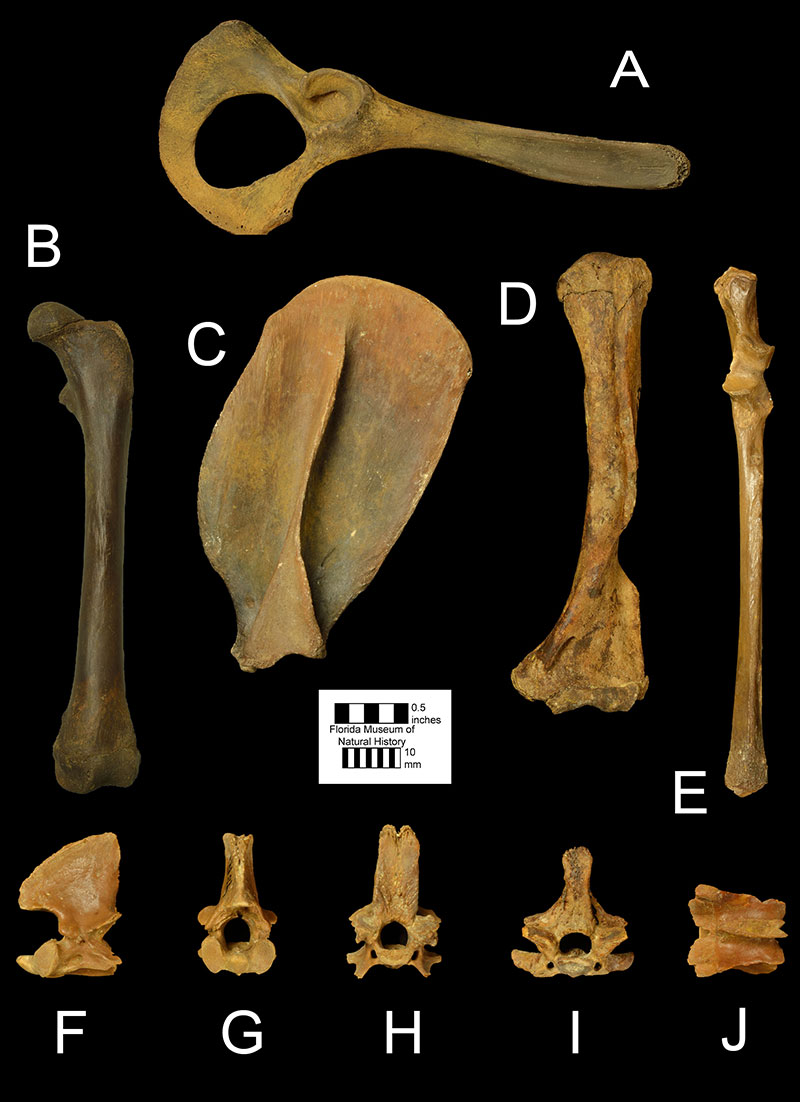 Figuur 5. Postcrania van Didelphis virginiana. A) UF 52102, rechter bekken in zijaanzicht; B) UF 51743, linker femur in vooraanzicht; C) UF 51736, linker scapula in zijaanzicht; D) UF 54650, linker humerus in vooraanzicht; E) UF 49787, linker ulna in vooraanzicht; F) UF 315013, aswervel, links zijaanzicht en G) vooraanzicht; H) UF 315014, halswervel, vooraanzicht; I) UF 315015, halswervel, vooraanzicht; en J) UF 315016, lendenwervel, dorsaanzicht.