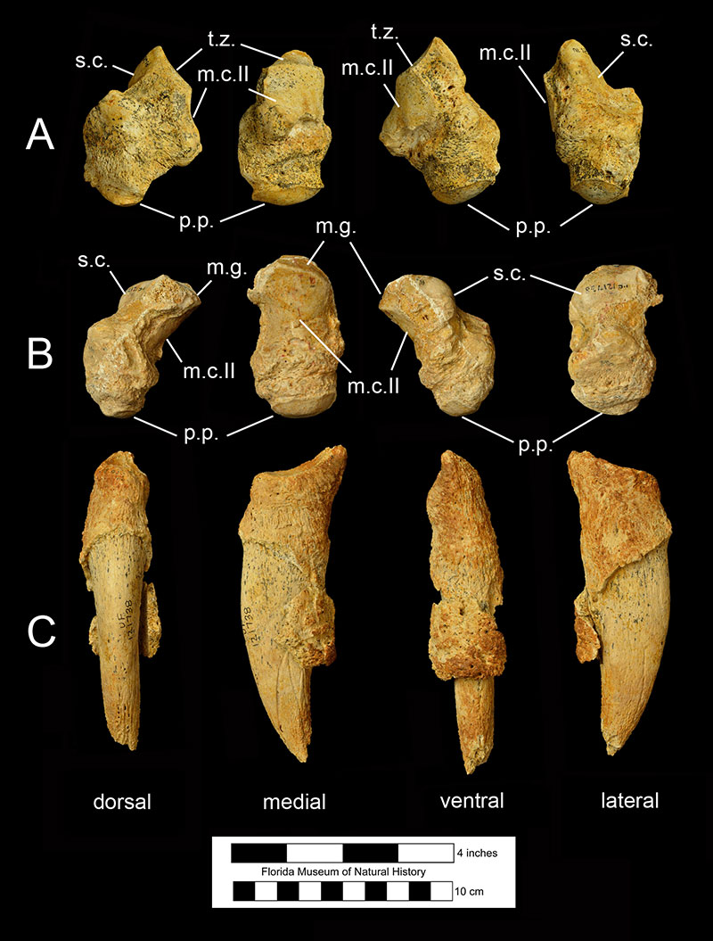 Figure 5. Hand and wrist bones of Eremotherium eomigrans. A) The right metacarpal-carpal-complex (MCC) of UF 150619, a variant with no fusion of the trapezoid to the MCC, B) the left MCC and C) the left fused proximal and distal phalanges of digit 1 of UF 121738, a variant with fusion of the trapezoid to the MCC, the holotype specimen of this species, in 4 views. The images of A (UF 150619) have been flipped in order to facilitate comparison with B (UF 121738). Articular surfaces on the MCC are labeled with the name of the bones with which they articulate. Abbreviations: m.c.II= second metacarpal; m.g.= magnum; p.p.= proximal phalanx; s.c.= scaphoid; t.z.= trapezoid.