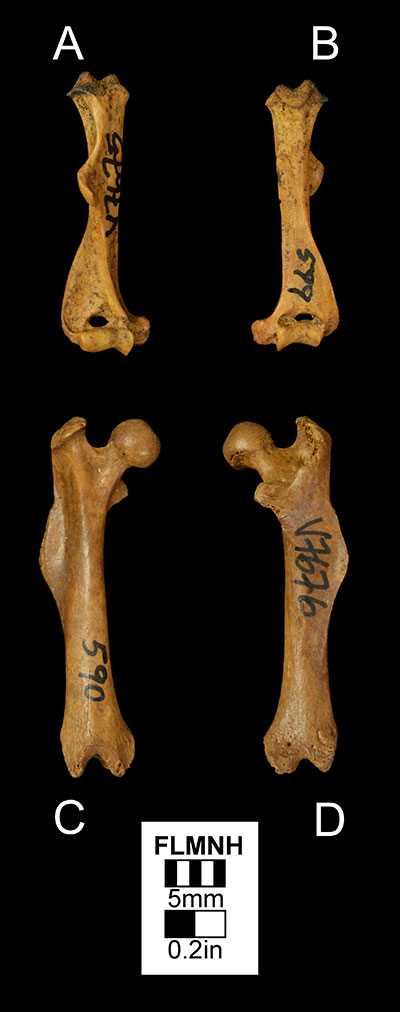 Figure 5. A right humerus (UF 7675) of Neofiber alleni in A) anterior and B) posterior views and a right femur (UF 7676) B) anterior and D) posterior views.