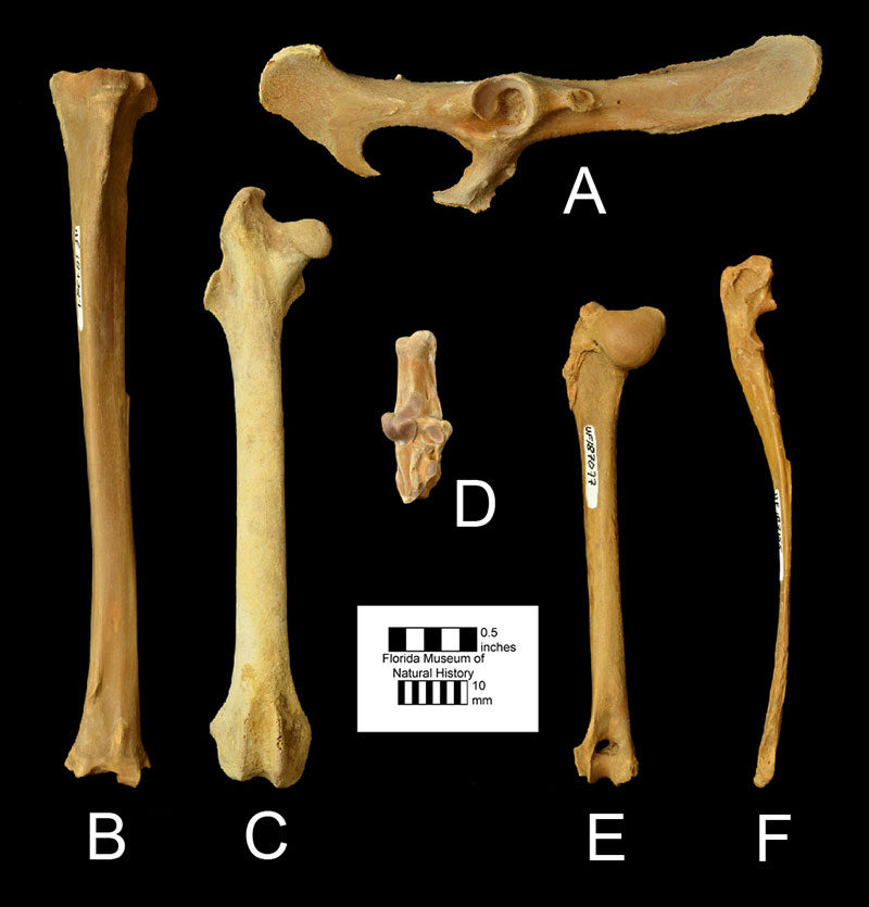 Figure 5. Postcranial bones of Sylvilagus webbi from the Inglis 1C locality in Citrus County, Florida. A) UF 183869, a right pelvis in right lateral view; B) UF 187324, a left tibia in anterior view; C) UF 190062, a right femur in anterior view; D) UF 184079, right calcaneum in dorsal view; E) UF 187077, a left humerus in posterior view; F) UF 187155, a left ulna in medial view.