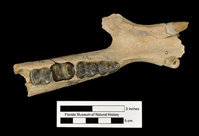 Occlusal view of an Olsen's dwarf tapir jaw.