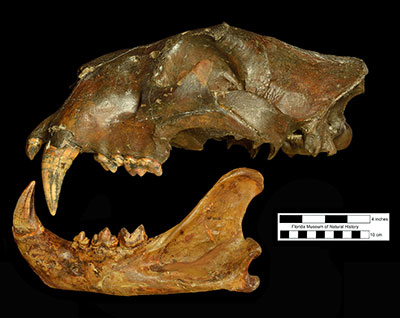 American lion fossil skull