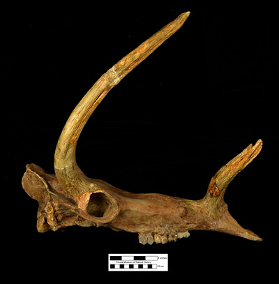 Figure 2. Right lateral view of UF 25711, reconstructed skull of the holotype specimen of Kyptoceras amatorum from the Tiger Bay Mine, Polk County, Florida. Original fossil material includes the right frontal horn with partial braincase and posterior orbit; rostral horn; right upper M1-M2; and most of occipital region.