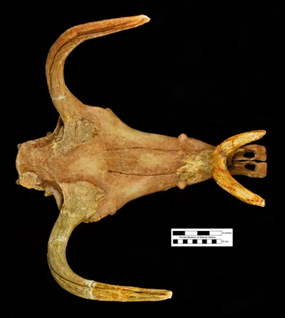 Figure 3. Dorsal view of UF 25711, reconstructed skull of the holotype specimen of Kyptoceras amatorum from the Tiger Bay Mine, Polk County, Florida.