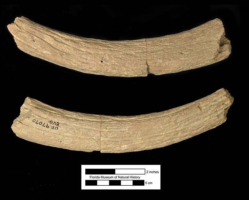 Figure 4. UF 97070. Partial frontal ossicone of Kyptoceras amatorum, Fort Meade Mine (Gardinier), Polk County, Florida. Note the deep vascular grooves.