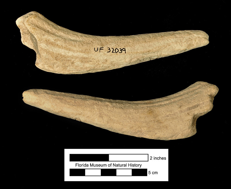 Figure 5. UF 32039, partial horn core of Kyptoceras amatorum, with the characteristic beveled surface and pointed tip (rather than knobbed). Unknown phosphate mine, Polk County, Florida.