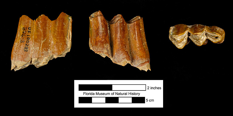 Figure 6. UF 100283, left lower third molar of Kyptoceras amatorum, shown from left to right in medial, lateral, and occlusal views. From Fort Meade Mine (Gardinier), Polk County, Florida.