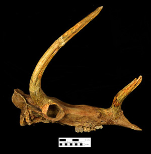 UF 25711, reconstructed skull of the holotype specimen