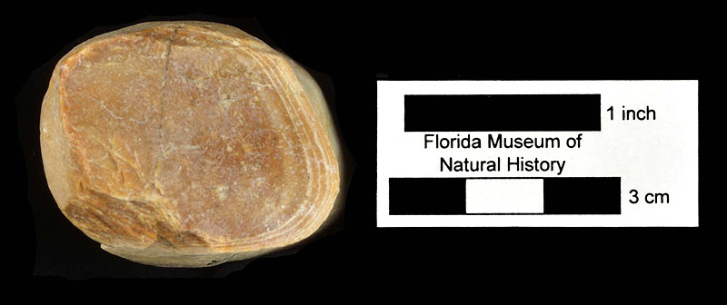 Figure 2. UF 273768, partial rib of Metaxytherium floridanum from the Love Site in Alachua County, Florida. Cross-sectional view showing growth rings.