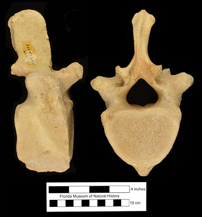 Figure 3. UF 11579, vertebra of Metaxytherium floridanum from Gainesville High School Creek, Alachua County, Florida, in lateral (left) and posterior (right) views.