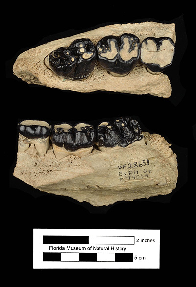 Figure 4. UF 28658, right maxilla of Metaxytherium floridanum with first, second, and third molars from the Grey Zone, Phosphoria Mine, Polk County, Florida. Occlusal (top) and lateral (bottom) views.