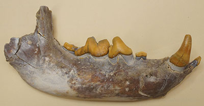 "hyena-dog" Mandible