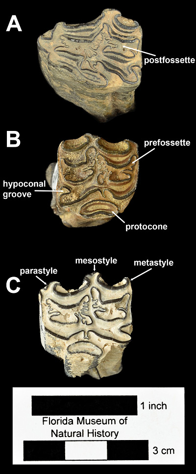 Figure 2. Upper cheek teeth of Neohipparion eurystyle from Polk and Hardee Counties, Florida. A, UF 17120, left second premolar from Kingsford Mine. B, UF 220026, right fourth premolar. C, UF 102590, left fourth premolar. All in occlusal view.