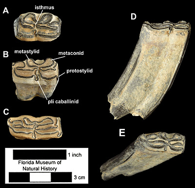 Figure 3. Lower cheek teeth of Neohipparion eurystyle from Polk, Hillsborough, and Manatee Counties, Florida. A, UF 220293, left third premolar. B, UF 234533, right second molar. C, UF 102169, right deciduous third or fourth premolar. D and E, UF 234670, right third molar. All but D in occlusal view; D in lateral view.