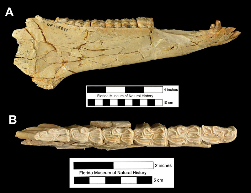 Figure 4. Mandibles of Neohipparion eurystyle from the Moss Acres Site, Marion County, Florida. A, UF 135839, right mandible in lateral view; and B, UF 69969, right mandible in occlusal view. Anterior to left in both.