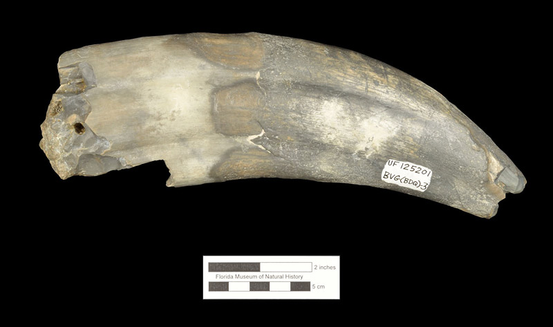 Figure 2. UF 125201. Upper tusk of Ontocetus emmonsi from the Whiddon Creek Site in the Fort Meade Mine, Polk County, Florida. Lateral view, showing fluting along the length of the tusk and characteristic curved and tapered shape.