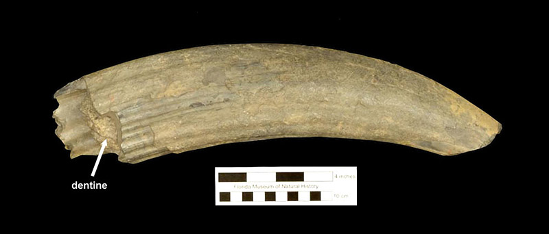 Figure 3. UF 3274, upper tusk of Ontocetus emmonsi from De Soto Lakes, Florida. Medial view, showing characteristic osteodentine core visible near the proximal end.