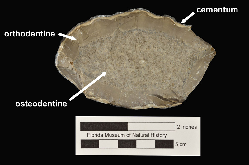 Figure 4. UF 256416, upper tusk of Ontocetus emmonsi from the Quality Aggregates Locality 8A in cross sectional view. Osteodentine core, surrounded by smooth orthodentine, and a thin layer of cementum.