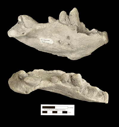 Figure 5. UF 160756 (cast of USNM 475482), partial dentary of Ontocetus emmonsi from the Martin Marietta Berkeley Quarry, South Carolina. Lateral View (above), occlusal view (below). Teeth present are the third incisor, lower canine, and three lower premolars. Note the increasing size of the premolars and the anterior incline of the first premolar in lateral view.