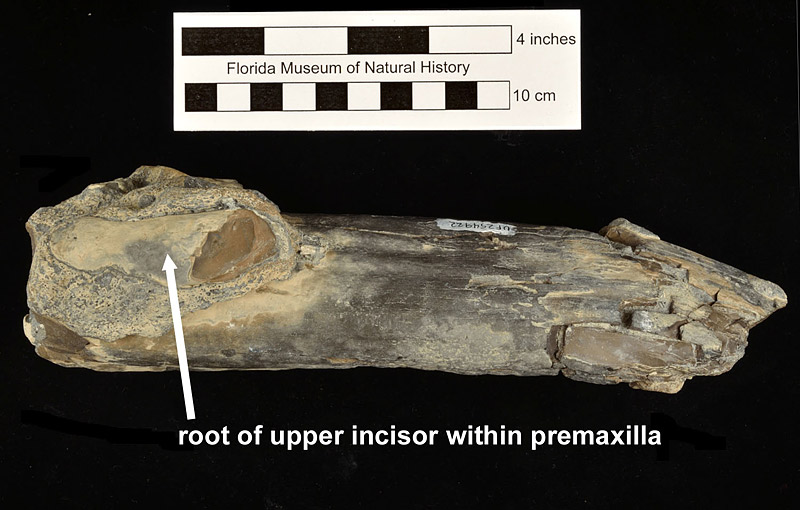 Figure 6. UF 254922, partial upper canine of Ontocetus emmonsi from the Quality Aggregates Pit 8. Medial view, showing root of the upper incisor and a portion of the premaxilla.