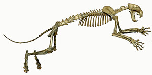 A skeleton of this species on display at the Florida Museum of Natural History