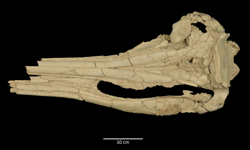 Figure 2. UF 115691, dorsal view of skull of Pomatodelphis inaequalis from the Phosphoria Mine, Polk County. Note the enlarged left side of the rostrum in comparison to the right.