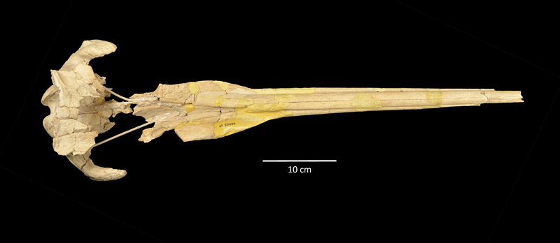 Figure 3. UF 50000, dorsal view of the skull of either Pomatodelphis inaequalis or possible new species of smaller Pomatodelphis from the Phosphoria Mine, Polk County. Note asymmmetry between the right and left sides of the rostrum.
