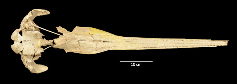 Figure 4. UF 50000, ventral view of the skull of either Pomatodelphis inaequalis or possible new species of smaller Pomatodelphis (see text). Note the smaller width of the mandible relative to the maxilla, so that the alveolae in the maxilla are visible.