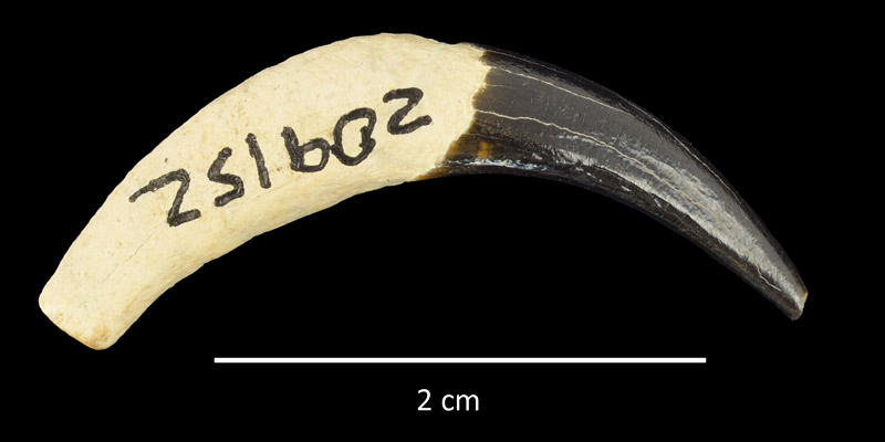 Figure 5. UF 209152, tooth of Pomatodelphis inaequalis from the phosphate mines of south-central Florida.
