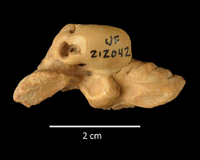 Figure 6. UF 212042, ventral view of left periotic of Pomatodelphis inaequalis from the Hardee Complex Mine, Hardee County.