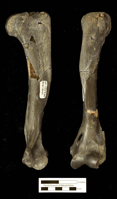 Figure 3. UF 133983, humerus of Rhizosmilodon fiteae.