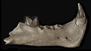UF 124634, holotype right mandible