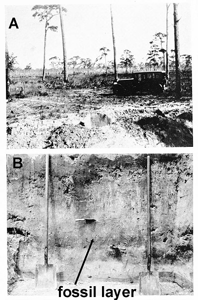 excavation cross section