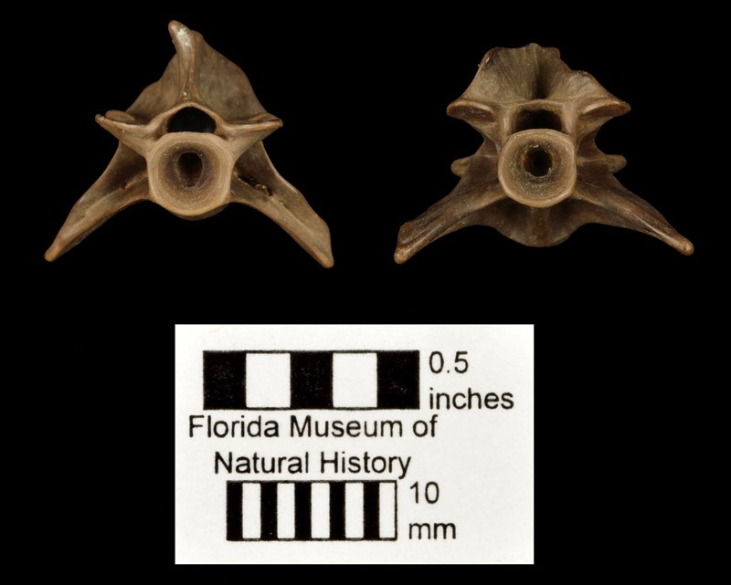 Figure 2. UF 21008, a vertebra of Siren lacertina in anterior (right) and posterior (left) views from the Ichetucknee River, Columbia Co., FL. Note both ends of the centrum are concave, forming what is termed an amphicoelous vertebra.