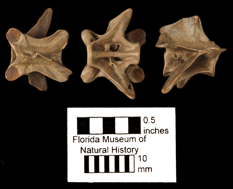 Figure 3. Vertebra of Siren lacertina in dorsal (right), ventral (middle), and lateral (left) views (same specimen as Fig. 2). Note the V-shaped edge of the neural spine in the dorsal view and the foramen at the base of the transverse process in the lateral view.