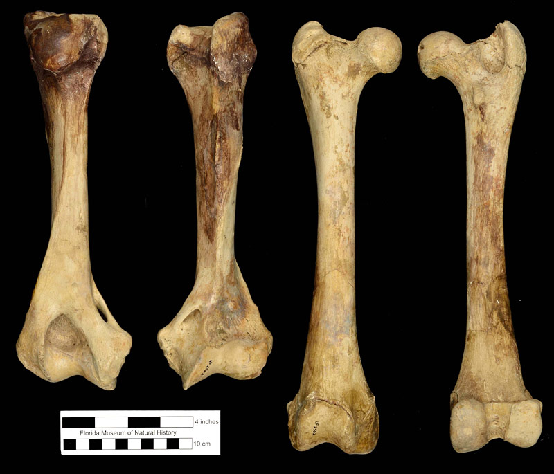 Figure 2. Humerus and femur of UF 2562, Smilodon fatalis from Arredondo 1, Alachua Co., Florida. These are part of the most complete skeleton of the species in Florida.