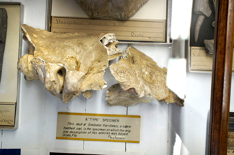 Figure 3. Display case at the Wagner Free Institute of Science in Philadelphia containing the holotype skull of Smilodon floridanus (Leidy, 1889).