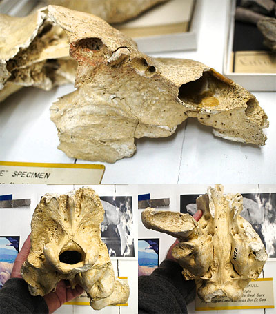 Figure 4. Close-up images of the skull of Smilodon fatalis at the Wagner Free Institute of Science in Philadelphia. Upper, right maxilla; lower left, posterior view of braincase; lower right, ventral view of braincase (note well preserved tympanic bullae).