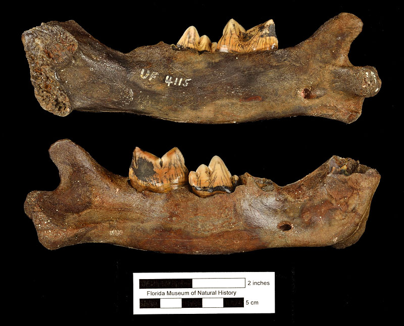 Figure 5. UF 4115, right mandible of Smilodon fatalis with fourth premolar and first molar, from the Ichetucknee River, Columbia Co., Florida.