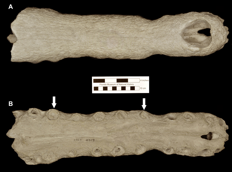 Figure 2. Cast of the holotype of Thecachampsa americana (UF/FGS 564) corresponding to the distal portion of the rostrum in (A) dorsal view, and (B) palatal view. Arrows point to the first and fifth maxillary tooth position, where the width of the rostrum widens. The original specimen is now in the USNM collection.