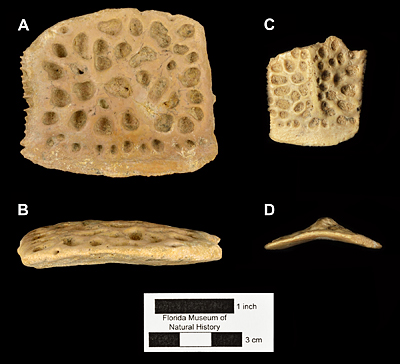 Figure 5. Comparative photograph of osteoderms of Thecachampsa americana (A-B, UF 156780), andAlligator cf. mississippiensis (C-D) in dorsal and lateral views