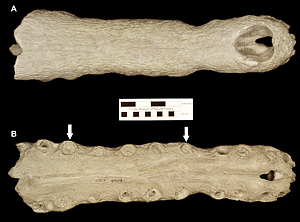 UF/FGS 564, cast of the holotype rostrum