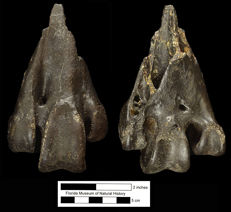 Figure 2. UF 4108, distal tarsometatarsus of Titanis walleri in anterior (left) and posterior (right) views. This is the holotype of the species found by Ben Waller and Robert Allen on the bed of the Santa Fe River (Brodkorb, 1963; Ray, 2005).