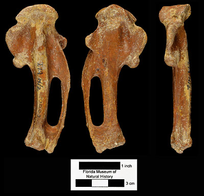 Figure 3. UF 30003, left carpometacarpus of Titanis walleri. From left to right, lateral, medial, and anterior views. Specimen is from Inglis 1A, Citrus County, Florida; early Pleistocene.