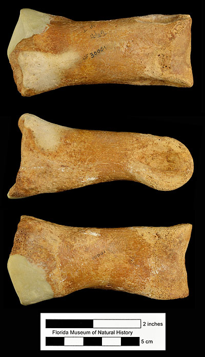 Figure 4. UF 30001, proximal phalanx of digit 3 of Titanis walleri in dorsal (top), medial (middle), and lateral (bottom) views. Specimen is from Inglis 1A, Citrus County, Florida; early Pleistocene.
