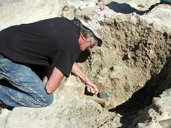 Figure 3. A green-colored clay found draped around limestone and filled solution depressions produced the most fossils at Tyner Farm. Here museum volunteer Don Munroe excavates a rhino humerus in November 2001.